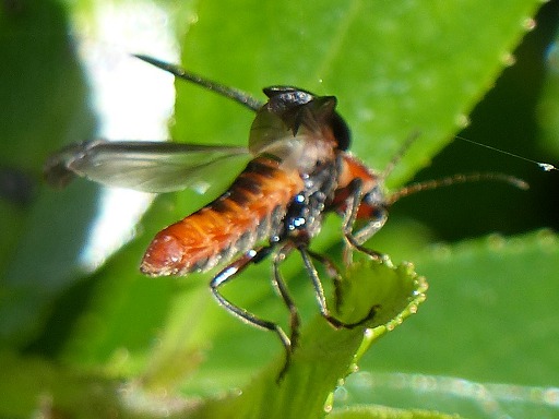 Mouche - Cylindromyia bicolor (Tachinidae)